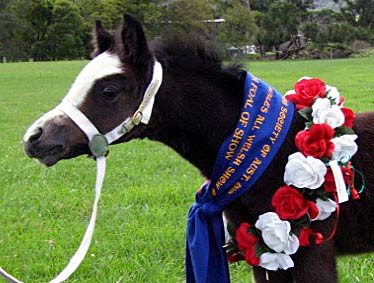 Stallion at Stud - Trentlyn Benson - progeny - Bellingara Showgirl - Best Foal NSW All Welsh Show