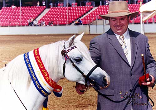 Dalgangle Snowbell, Champion Welsh Mountain Pony Mare Sydney Royal