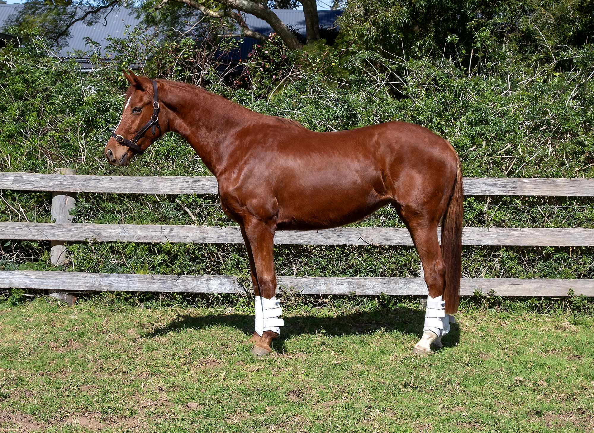 3yo Warmblood Filly For Sale