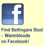 Bellingara Stud Warmbloods - Find Us on Facebook!