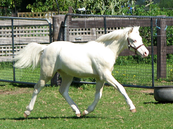 Cremello Welsh Filly For Sale