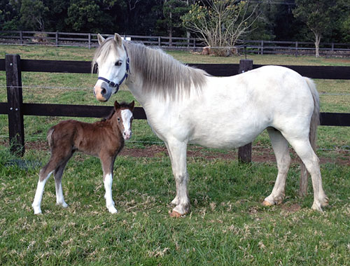 Welsh Mountain Pony Foal by Snowdon Vale Peter Pan