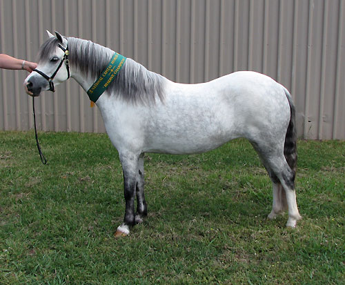 Welsh Mountain Pony Mare - Bellingara Trinket