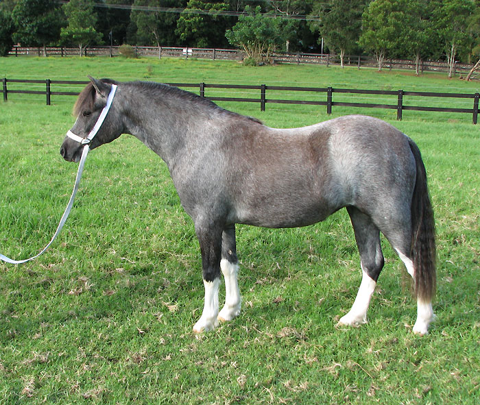 Welsh Mountain Pony filly for sale, Bellingara Chanel. Show pony, harness or broodmare prospect for Welsh stud.