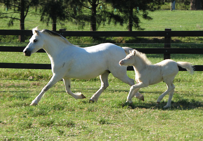 Welsh Mountain Pony Broodmare and Foal