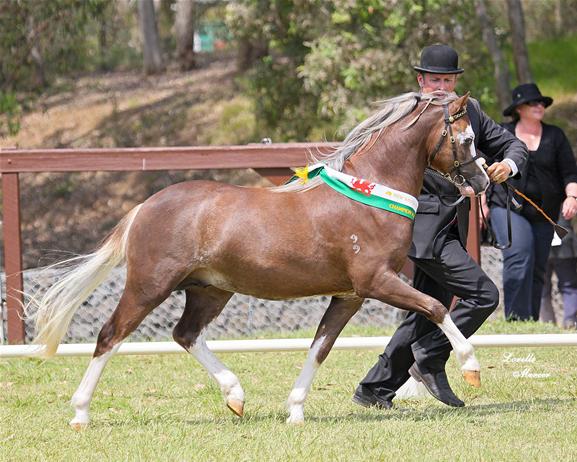 Creswell the Conqueror - Champion Welsh Mountain Pony Colt NSW All Welsh 2011