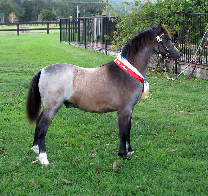 Bellingara Laszlo - Welsh Weanling Foal For Sale