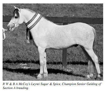 Leyrei Sugar & Spice, by pony stallion Trentlyn Benson - Champions Welsh A Gelding
