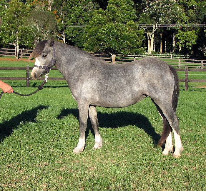 Welsh A Yearling Filly For Sale