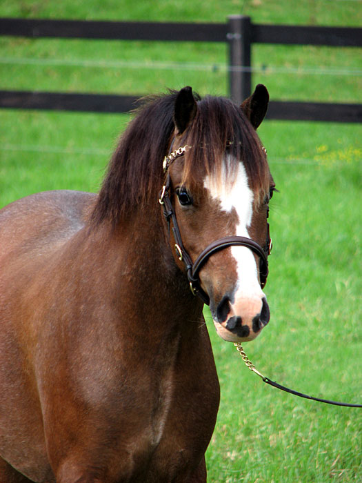 Bellingara Sandpiper - Welsh Mountain Pony For Sale by Snowdon Vale Peter Pan