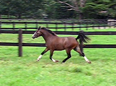 Bellingara Sandpiper - Welsh Mountain Pony Yearling For Sale NSW South Coast