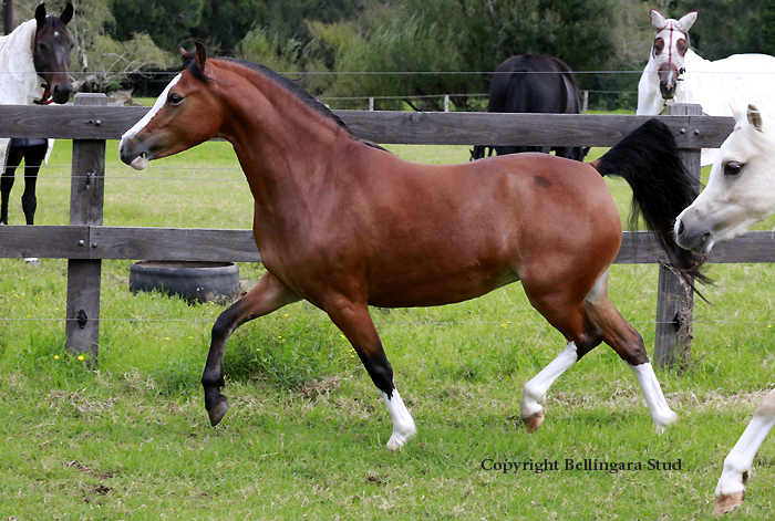 Bellingara Sienna - Welsh Mountain Pony Filly