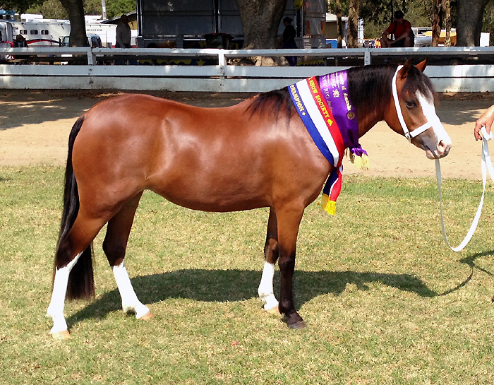 Welsh Mountain Pony Filly - Bellingara Sienna