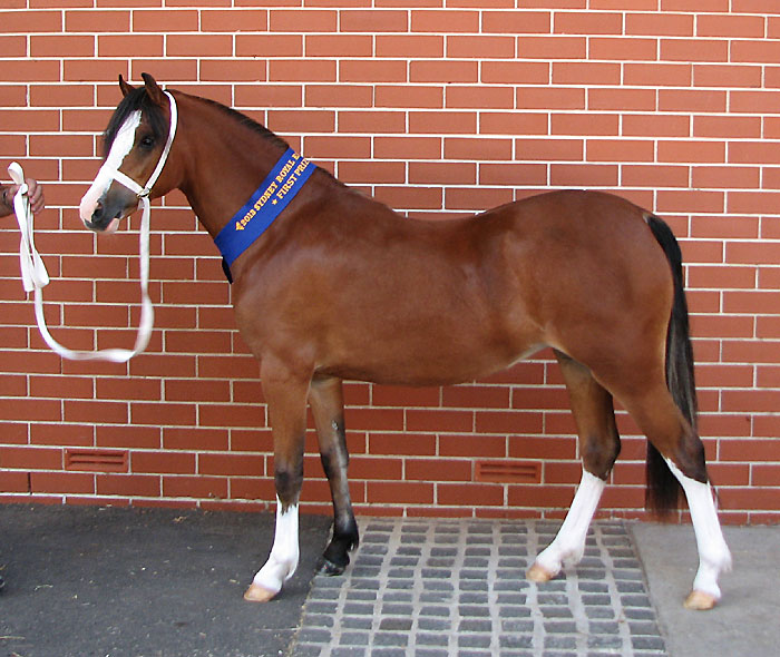 Bellingara Sienna - First Place Welsh Sec A Filly Sydney Royal