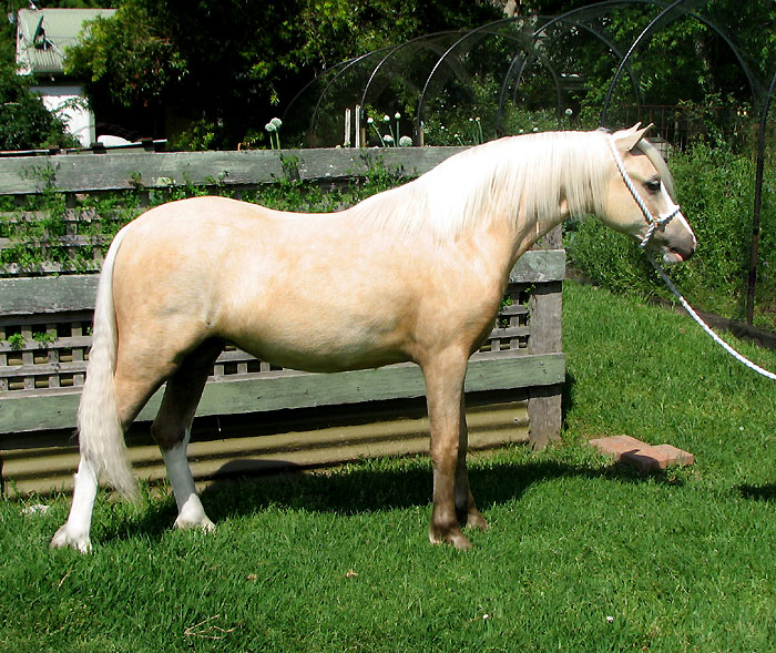 Bellingara Tinkerbell - Welsh Mountain Pony Yearling Filly