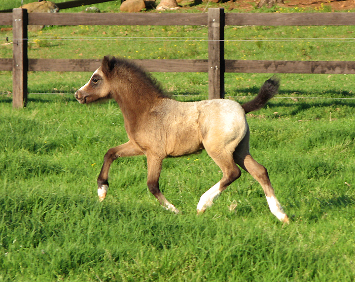 Bellinagara Logan - Welsh Mountain Pony For Sale