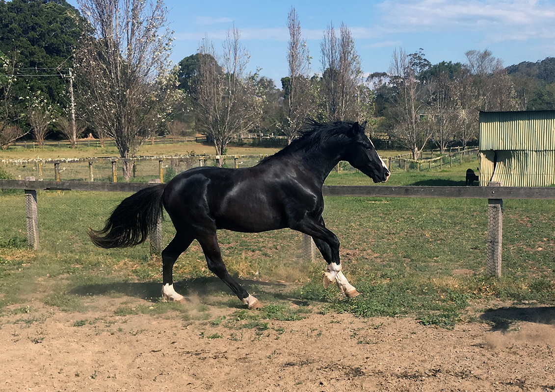 Black Warmblood For Sale