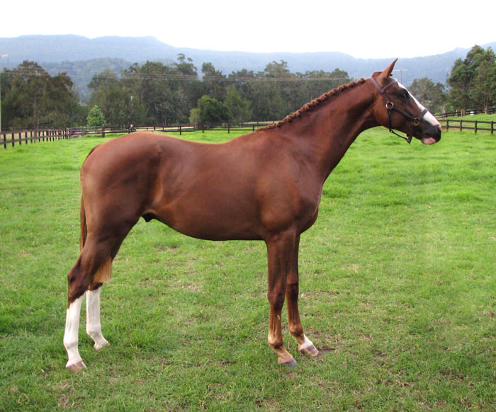 Warmblood Gelding by Fiji R (imp)