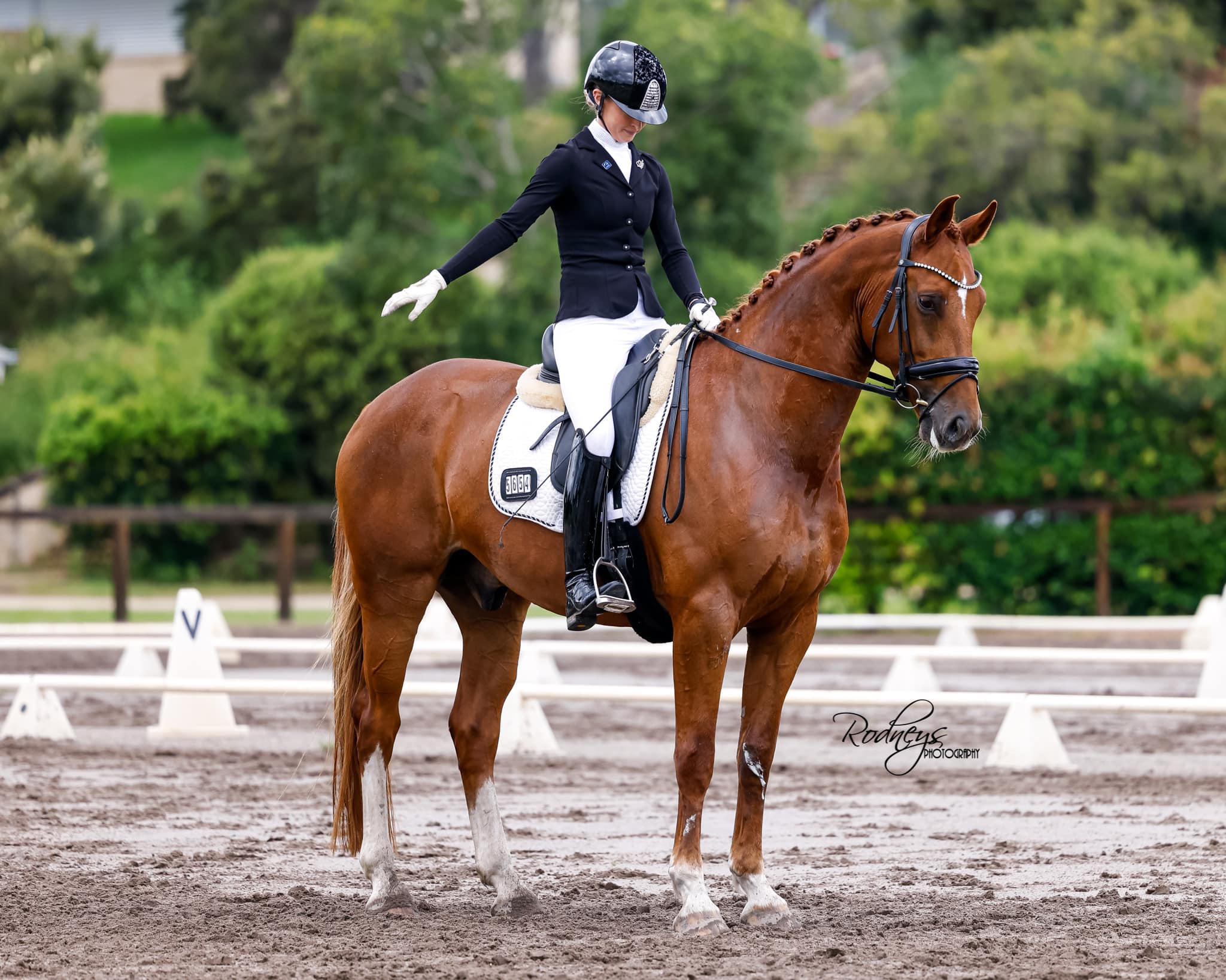 Progeny of Jive’s Delight: Bellingara Furst Tango