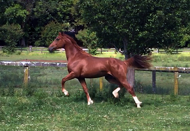 Chestnut Warmblood For Sale