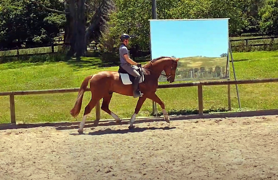 Young dressage horse by Furst Romancier For Sale