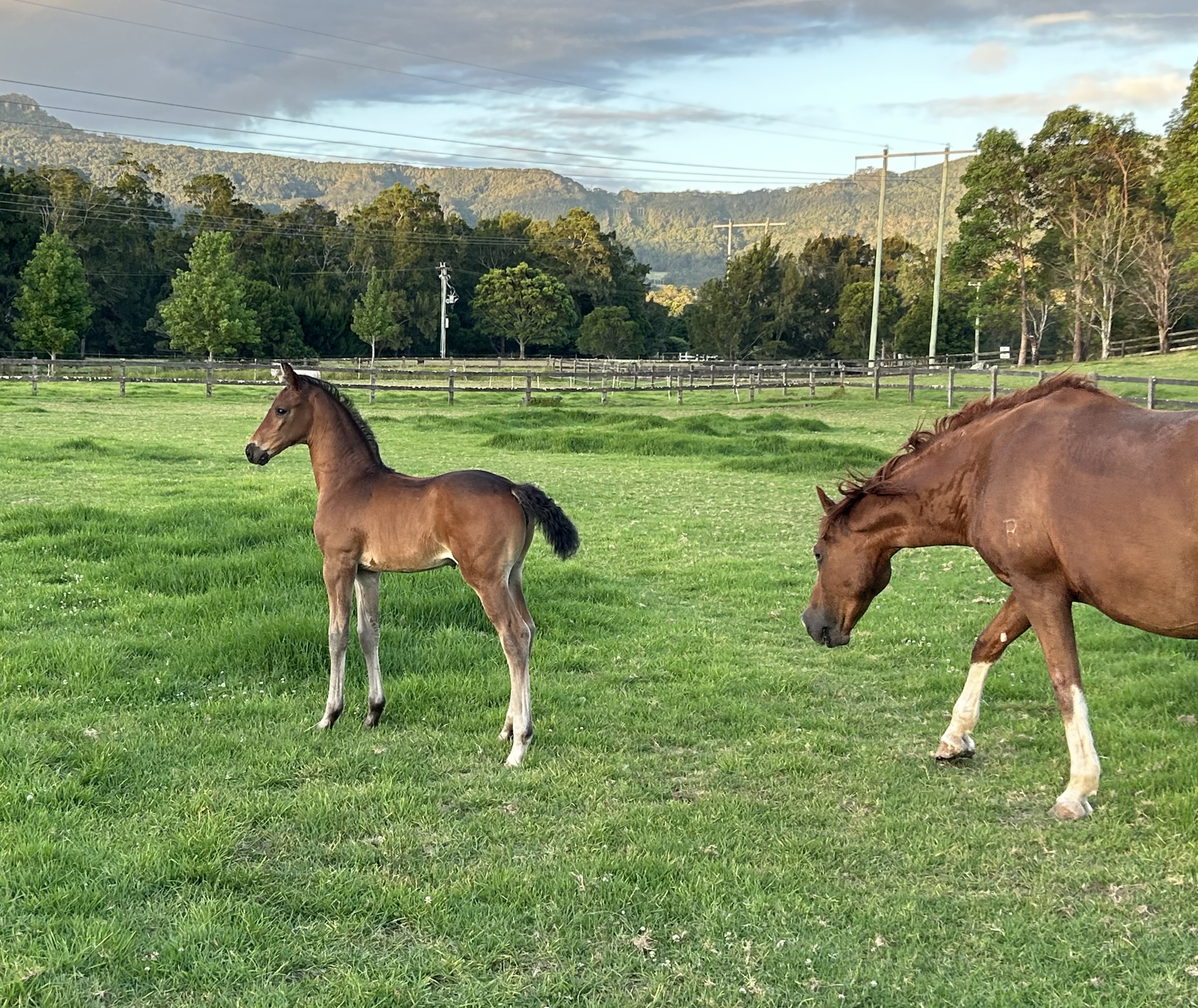 Jive’s Delight’s Furstenball Foal 2022