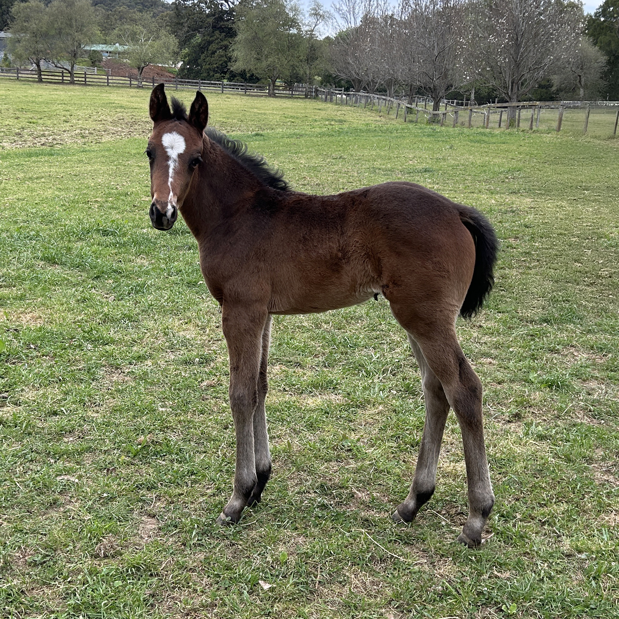 Furstenball x Sandro Hit foal for sale