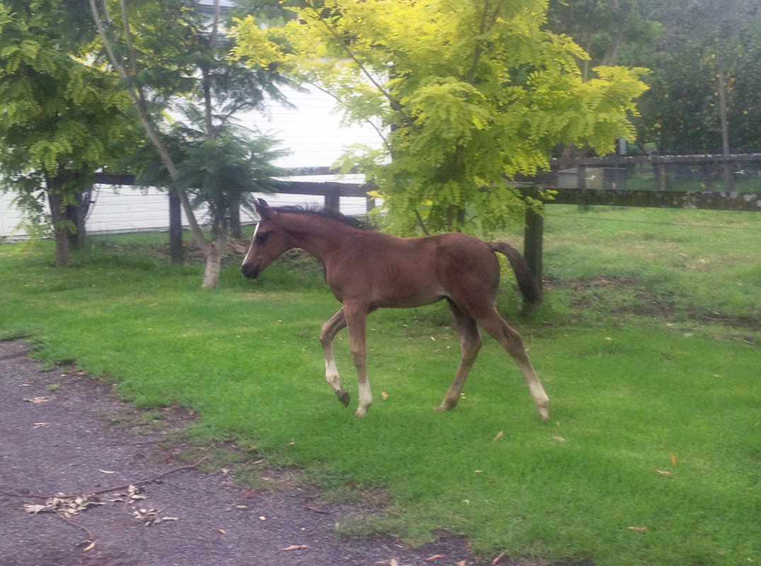 De Niro Warmblood For Sale