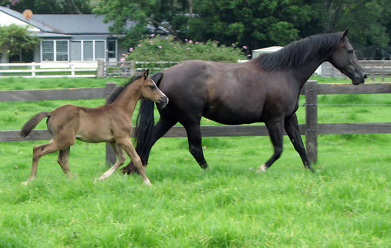 De Niro Warmblood For Sale