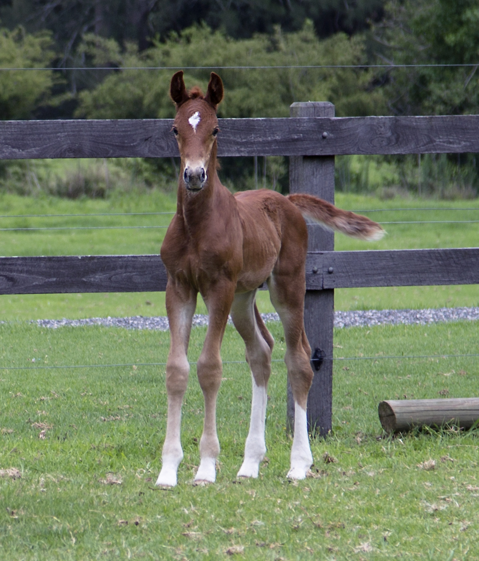 Furst Romancier Warmblood Foal