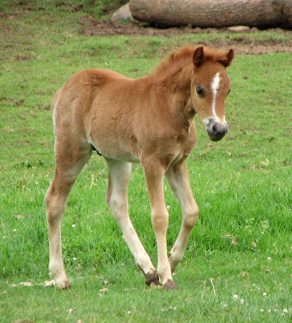 Bellingara Tango