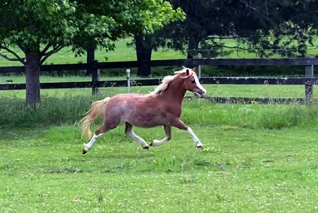 Welsh Sec A Filly for sale