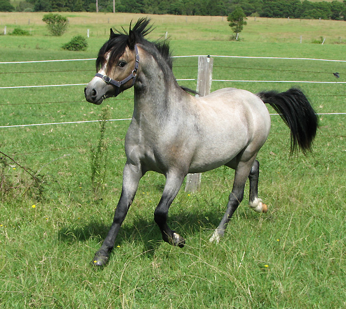 Welsh Mountain Pony For Sale