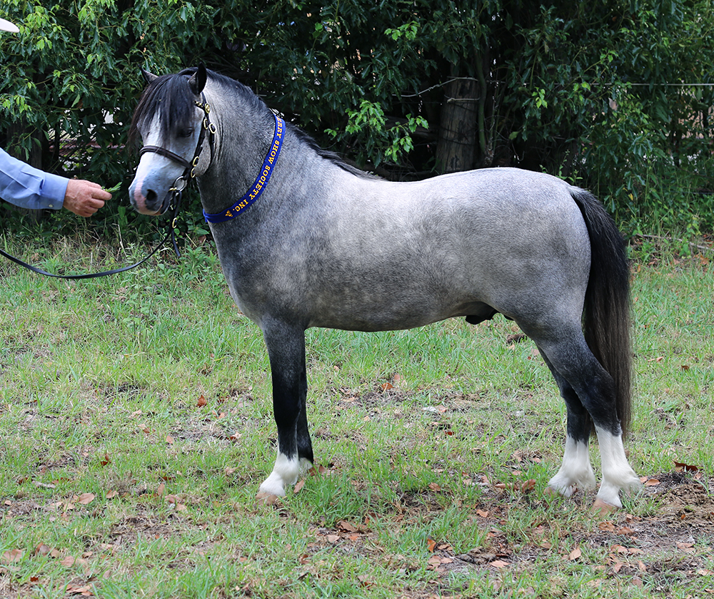 Bellingara Logan