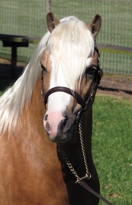 Palomino Welsh Mountain Pony Stallion at Stud