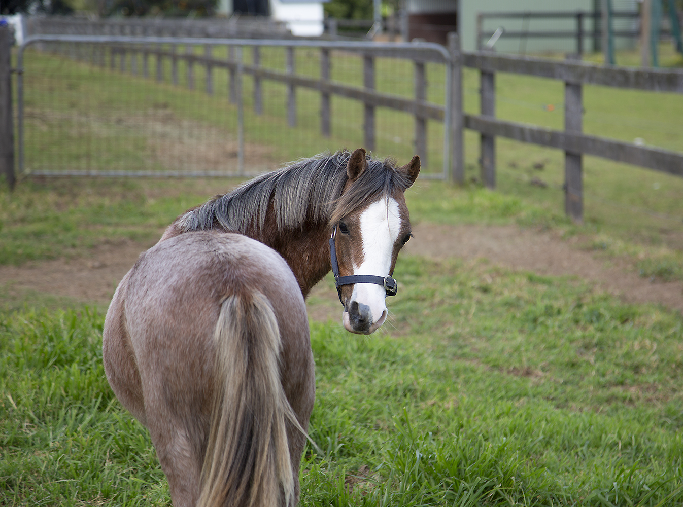 Yearling Welsh Mountain Pony For Sale Bellingara Starsky