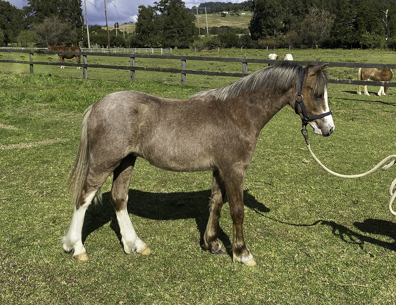 Pony for sale