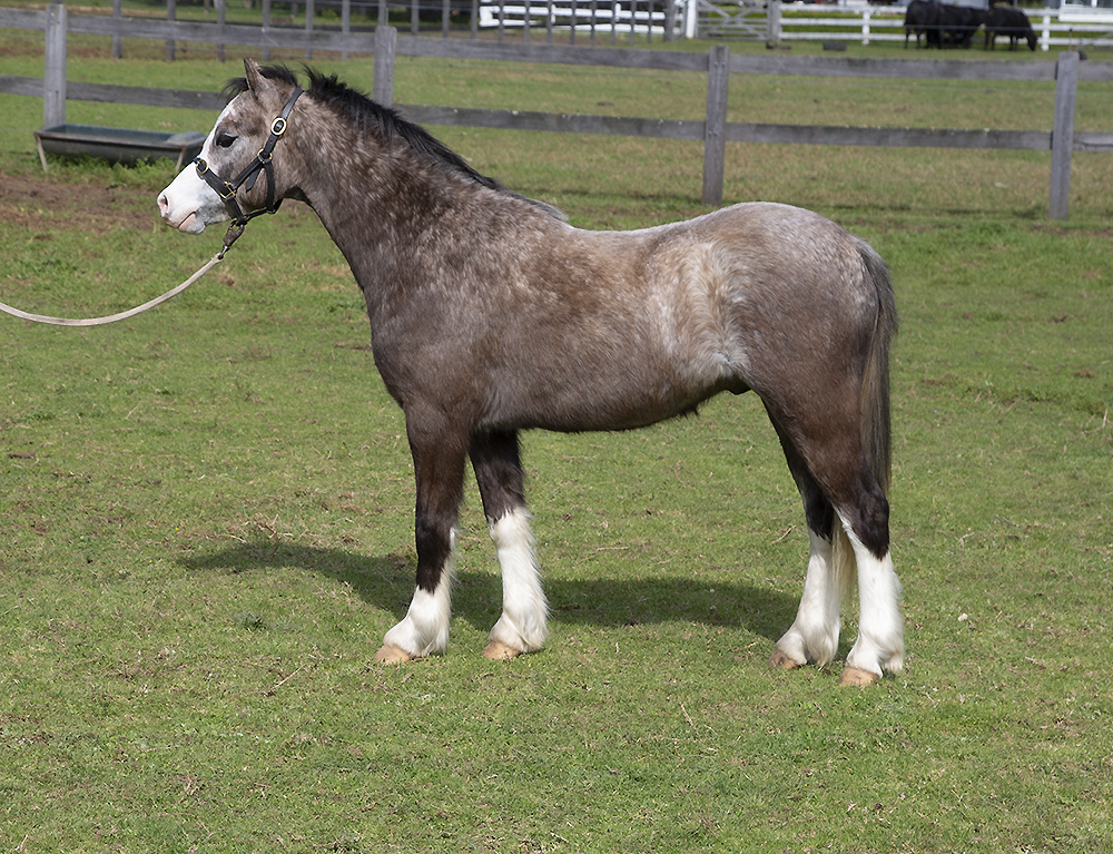 Welsh Mountain Pony for Sale