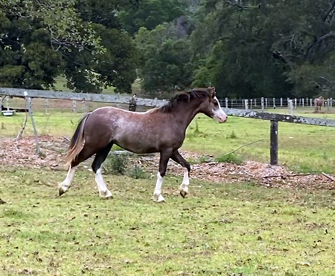 Welsh Section A Colt for Sale, NSW Australia