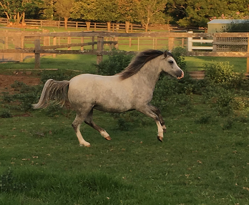 Bellingara Trixie