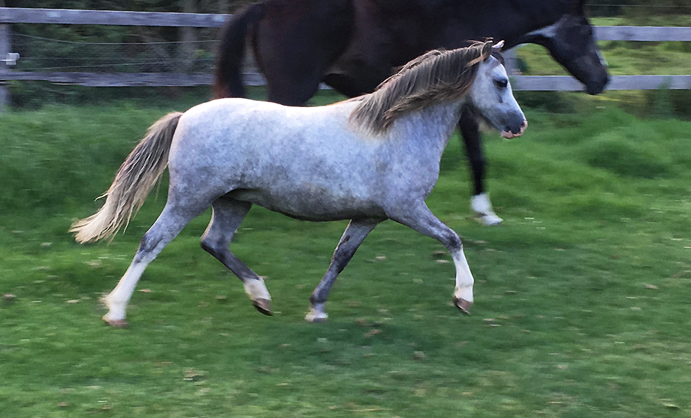 Bellingara Trixie