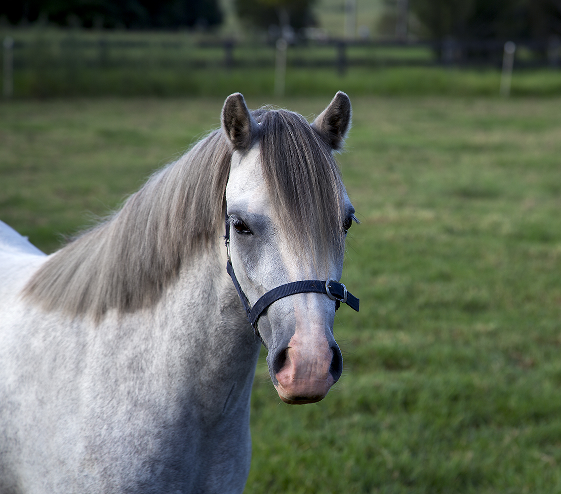 Welsh Mountain Pony For Sale