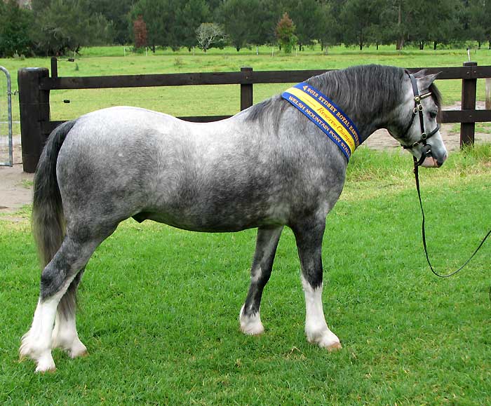 Welsh A Pony Colt - Bellingara Shogun - Reserve Champion Stallion or Colt Sydney Royal 2012