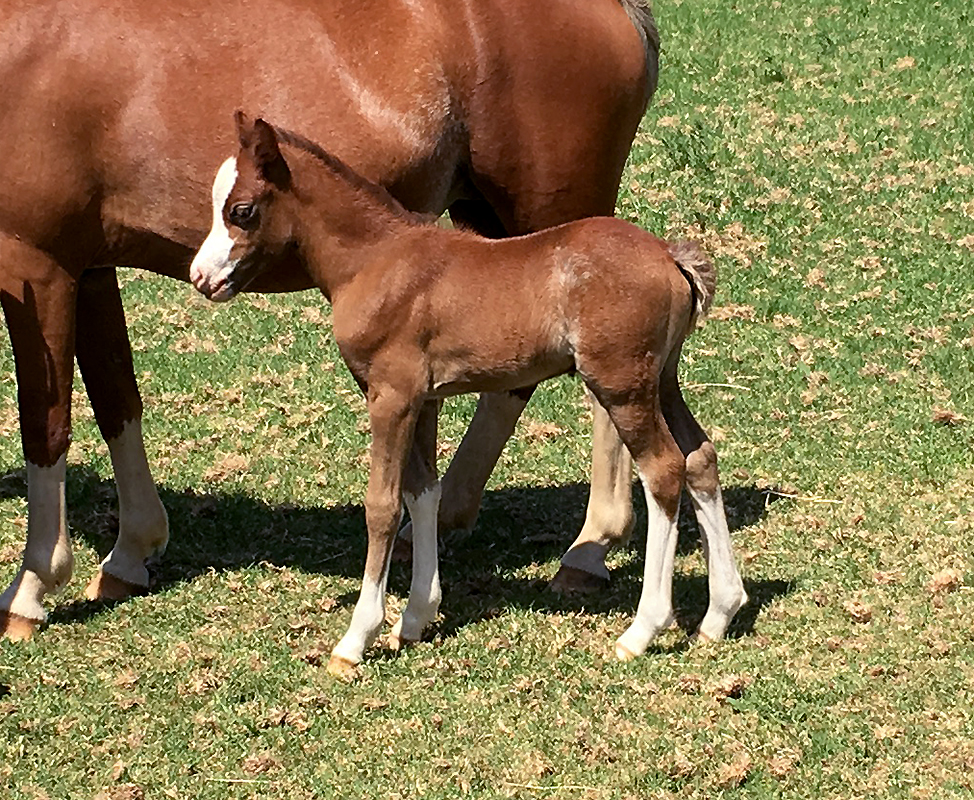 Welsh Mountain Pony Weanling For Sale