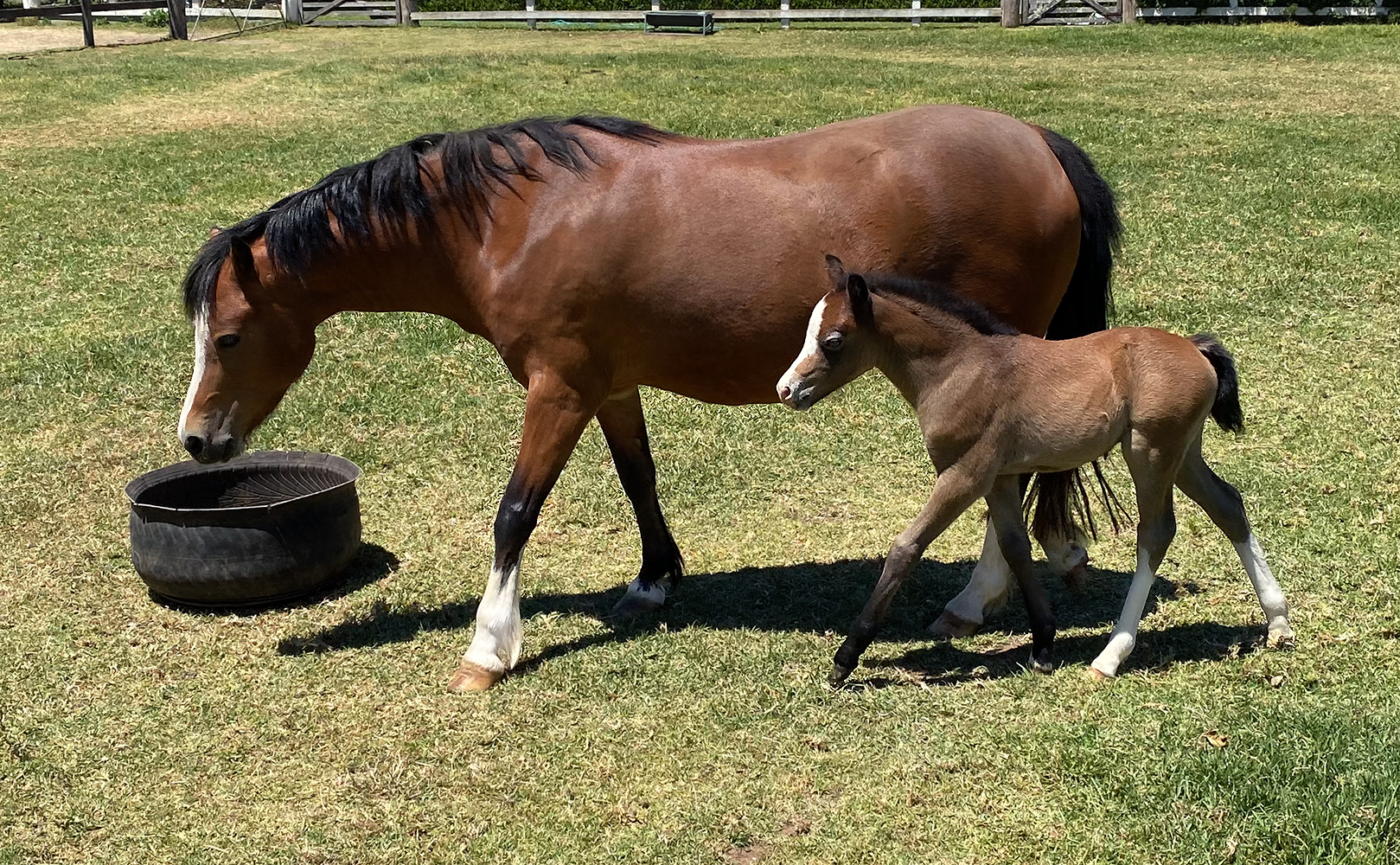 Welsh A Mare & Foal For Sale